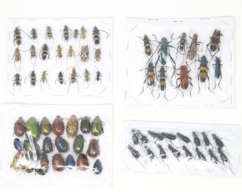 Assorted Specimen Insect Collection (Thailand) A1 Unmounted Dried Beetles, Coleoptera LOT*110