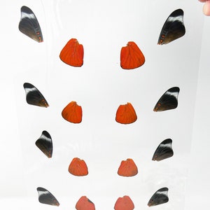 Laminated Butterfly Wings for Art and Craft Projects, Ethically Sourced Real Specimens