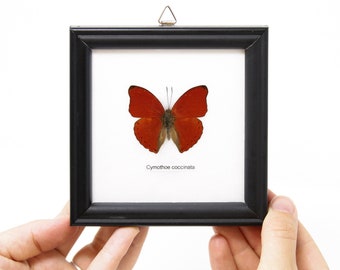 Blood-red Butterfly (Cymothoe sangaris) Real Butterfly Mounted Under Glass, Wall Hanging Home Décor Framed 5 x 5 In. Gift Boxed