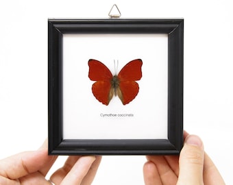 Framed Blood-red Butterfly (Cymothoe sangaris) Wall Hanging Home Décor 5 x 5 In. Gift Boxed