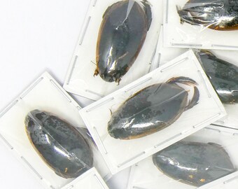 TWO (2) Diving Beetles (Cybister celebensis) A1 Dytiscidae Specimens