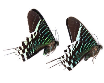 Zwei (2) Urania leilus, fliegende Motte mit grünem Band, A1 echte trockenkonservierte, nicht montierte Schmetterlinge, Entomologie-Taxiermie-Muster