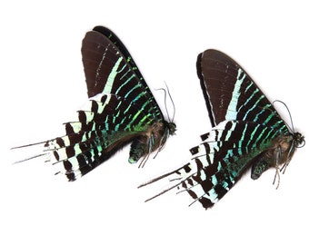 Two (2) Urania leilus, Green Banded Day Flying Moth, A1 Real Dry-Preserved Unmounted Butterflies, Entomology Taxidermy Specimens