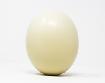 Véritable oeuf d'autruche d'Afrique du Sud XL, soufflé, de qualité supérieure, cadeaux d'histoire naturelle