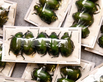 Pack of 10 Large Green Chafer Beetles (Anomala cupripes) West Java, A1 Real Entomology Specimens WHOLESALE