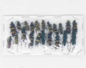 Lot of Small Beetles, Insects & Assorted Specimens - As seen in photo (C16)