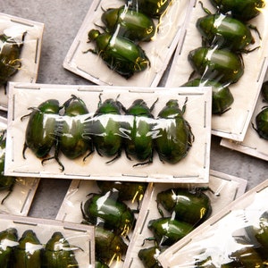 Peut inclure: Une collection de scarabées verts présentés dans un emballage en plastique transparent. Les scarabées sont disposés en rangées et tous tournés dans la même direction. L'emballage est étiqueté avec le nom de l'espèce de scarabée.