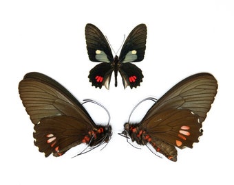 Two (2) Parides erithalion "Variable Cattleheart" A1 Real Dry-Preserved Butterflies, Unmounted Entomology Taxidermy Specimens