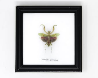 Jeweled Flower Mantis FRAMED (Creobroter gemmatus) | Real Insect Mounted Under Glass, Wall Hanging Home Décor Framed 5 x 5 In. Gift Boxed