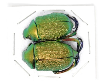 Metallic Jewel Scarabs XL PAIR (Chrysophora chrysochlora) PERU Real Insect Specimens