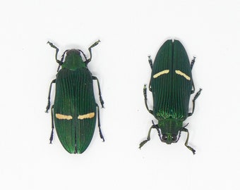 TWO (2) Green Jewel Beetles (Catoxantha opulenta opulenta) A1 Entomology Specimens