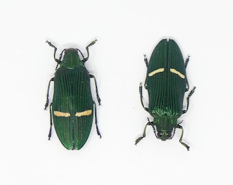 TWO (2) Green Jewel Beetles (Catoxantha opulenta opulenta) A1 Entomology Specimens