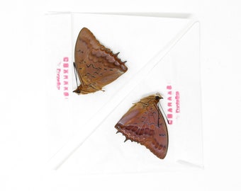 TWO (2) The Violet-Washed Charaxes (Charaxes iucretius intermedius) Dry-Preserved Specimens, Entomology Taxidermy Lepidoptera Butterflies