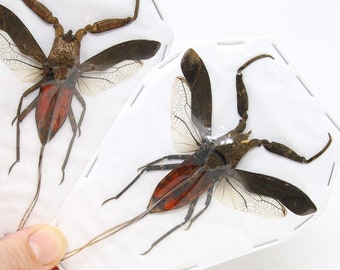 TWO (2) Water Scorpions, Nepa rubra, A1 Real Entomology Specimens