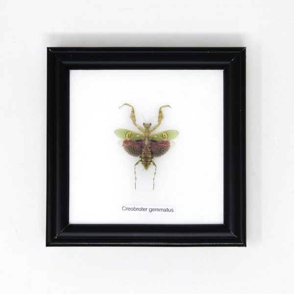 Mante florale ornée de bijoux encadrée (Creobroter gemmatus) | Véritable insecte fixé sous verre, décoration murale à suspendre encadrée 5 x 5 po. Coffret cadeau