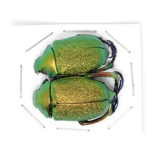 Metallic Jewel Scarabs XL PAIR (Chrysophora chrysochlora) PERU Real Insect Specimens