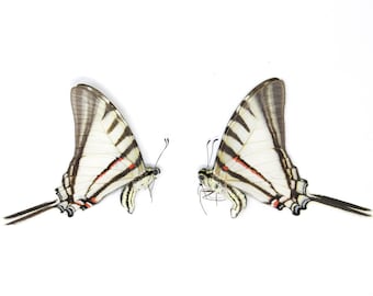 2 x Short-lined Kite Swallowtail | Eurytides agesilaus autosilaus | Dry-Preserved Unmounted Butterfly Specimens A1