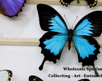 Wholesale Pack of 10 Papilio ulysses The Blue Swallowtail Butterfly Unmounted Specimens for Entomology Taxidermy Art Collecting & Study