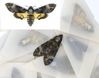 10 Deaths-Head Hawk Moths (Acherontia styx) | A1 Unmounted Specimens | The Silence of the Lambs | Taxidermy Skull Horror Goth