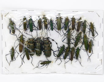 Insect Specimen Collection, Laos 2021 (Southeast Asia) Set #508