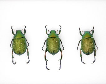 Metallic Green Beetle Collection (Chrysophora chrysochlora) Inc. Scientific Collection Data, A1 Quality, Entomology (#12)