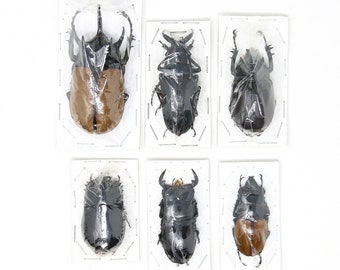 Assorted Specimens Insect Collection (Thailand) A1 Unmounted Dried Beetles, Coleoptera LOT*169