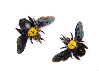 TWO (2) Yellow Carpenter Bees (Xylocopa aestuans) | A1 Spread Specimens | Dry-preserved Taxidermy