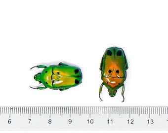 Lot of 10 Green Jewel Scarab Beetles (Heterorrhina sexmaculata) A1 Entomology Specimens