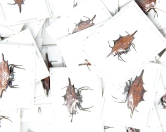 LOT OF 5 Spiny Orb-Weaver Spiders (Gasteracantha diardi) A1 20mm, Dry-Preserved Specimens, Entomology Taxidermy Arachnids