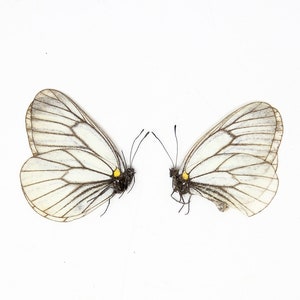 DEUX 2 Aporia hippia Papillons non montés pour l'art et la collection image 2