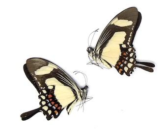 TWO (2) The Torquatus Swallowtail (Papilio torquantus) | A1 Real Dry-Preserved Butterflies | Unmounted Entomology Taxidermy Specimens