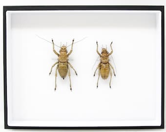 Pinned Insect Collection with Scientific Data | A1 Grasshopper Specimens in a Museum Entomology Box Frame | 12x9x2 inch (SKU#18)