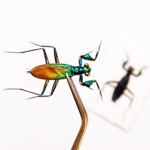 May include: A close-up of a metallic green and orange insect held by tweezers. The insect has long legs and antennae, with a second insect in the background. The background is white.