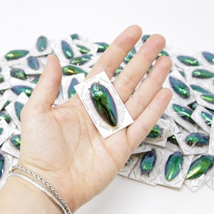 PACK OF 5 Metallic Green Jewel Beetles | Sternocera ruficornis | A1 Entomology Specimens