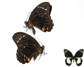 TWO (2) Orchard Swallowtail Butterflies, Papilio aegeus, Ethical Insect Specimens for Collecting, Art, Entomology, Learning & Education