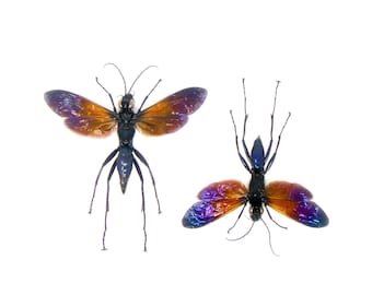 TWO (2) Spider Wasps (Macromeris splendida) A1 SPREAD Specimens