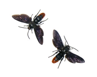 ZWEI (2) VERBREITERTE Samber-Mammutwespen (Megascolia azurea christiana) „Scoliid Wasp“ A1 Flügel geöffnet