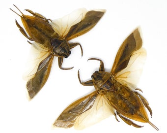 TWO (2) Giant Water Bugs SPREAD-WINGS (Lethocerus indicus) A1 Entomology Specimens