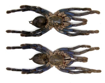 Two (2) Cobalt BLUE Tarantulas (Cyriopagopus lividus) 140mm A1 Stuffed Specimens, Arachnids, Entomology, Taxidermy