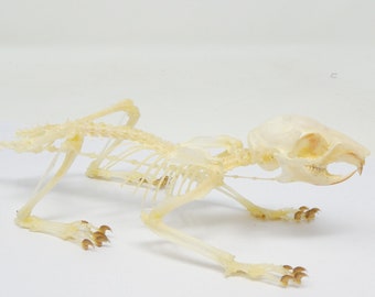 Oriental Squirrel Skeleton (Callosciurus notatus) | A1 Specimen Taxidermy Ideal for Framing, Collecting, Gift