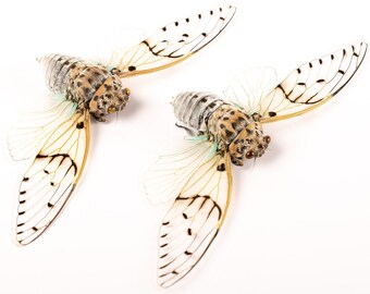 TWO (2) White Ghost Cicadas | Ayuthia spectabilis | Real Dry-preserved Spread Specimens | A1 best quality milky cicadas