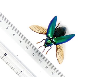 1 x SPREAD Green Jewel Beetles (Sternocera aequisignata) A1 Wings-open