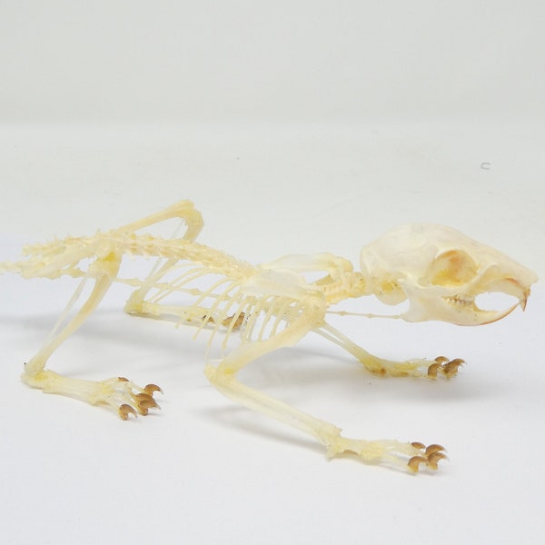 Oriental Squirrel Skeleton (Callosciurus notatus) | A1 Specimen Taxidermy Ideal for Framing, Collecting, Gift