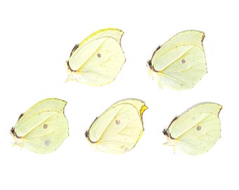 Five (5) Orange Brimstone Butterflies | Gonepteryx amintha | Unmounted Papered Butterfly Entomology Specimens