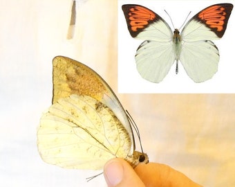 LOT OF 10 Great Orange Tip Butterflies (Hebomoia glaucippe celebensis) A1 Real Dry-Preserved Unmounted Specimens