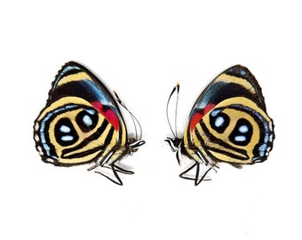 Two (2) Paulogramma peristera, A1 Real Dry-Preserved Butterflies, Unmounted Entomology Taxidermy Specimens