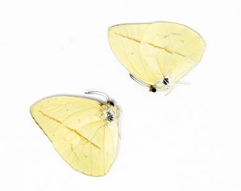 TWO (2) Phoebis trite | A1 Real Dry-Preserved Butterflies | Unmounted Entomology Taxidermy Specimens