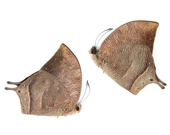 Two (2) Anaea nessus, A1 Real Dry-Preserved Butterflies, Unmounted Entomology Taxidermy Specimens