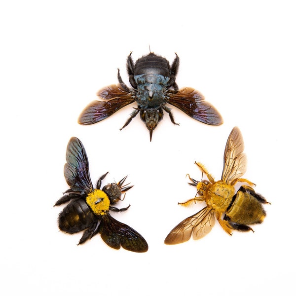THREE (3) Carpenter Bee Collection (Xylocopa aestuans / caerulea) | A1 Spread Specimens (Pack of 3)