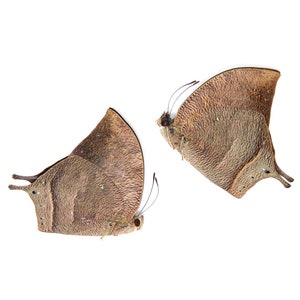 May include: Two brown butterflies with wings that resemble leaves are displayed against a white background.